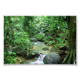 Regen-WaldSteinhaufen Australien Fotodruck