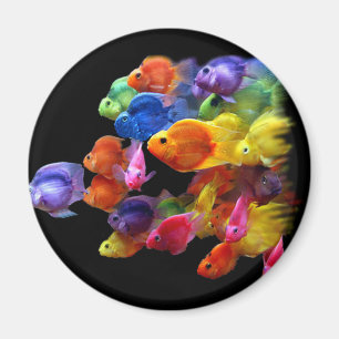 Regenbogen des Papageienfisches Magnet