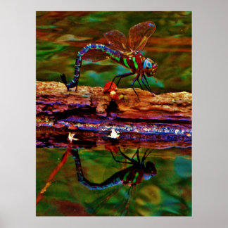 Regenbogen-Dragonfly, Aquamarin und lila Poster