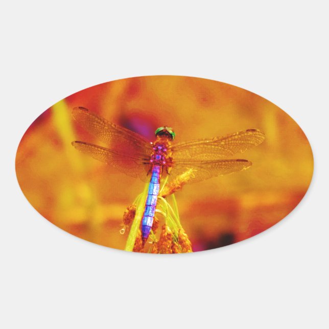 Regenbogen-Dragonfly auf Bernstein und Fuschia Ovaler Aufkleber (Vorderseite)