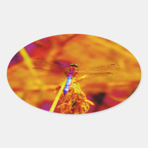 Regenbogen-Dragonfly auf Bernstein und Fuschia Ovaler Aufkleber
