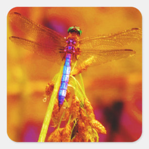 Regenbogen-Dragonfly auf Bernstein und Fuschia Quadratischer Aufkleber