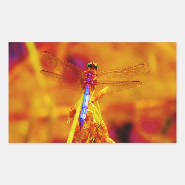 Regenbogen-Dragonfly auf Bernstein und Fuschia Rechteckiger Aufkleber (Vorderseite)