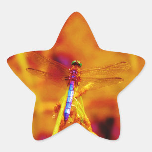 Regenbogen-Dragonfly auf Bernstein und Fuschia Stern-Aufkleber