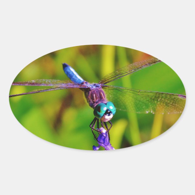 Regenbogen-Dragonfly und Blume Ovaler Aufkleber (Vorderseite)