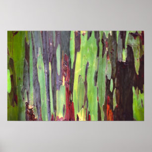 Regenbogen-Eukalyptus 1 Poster