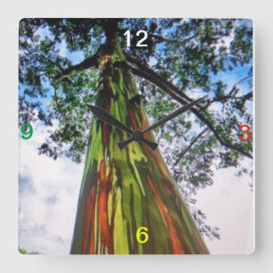 Regenbogen-Eukalyptus-Baum-Wanduhr Quadratische Wanduhr