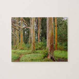 Regenbogen-Eukalyptus-Bäume, Maui, Hawaii, USA