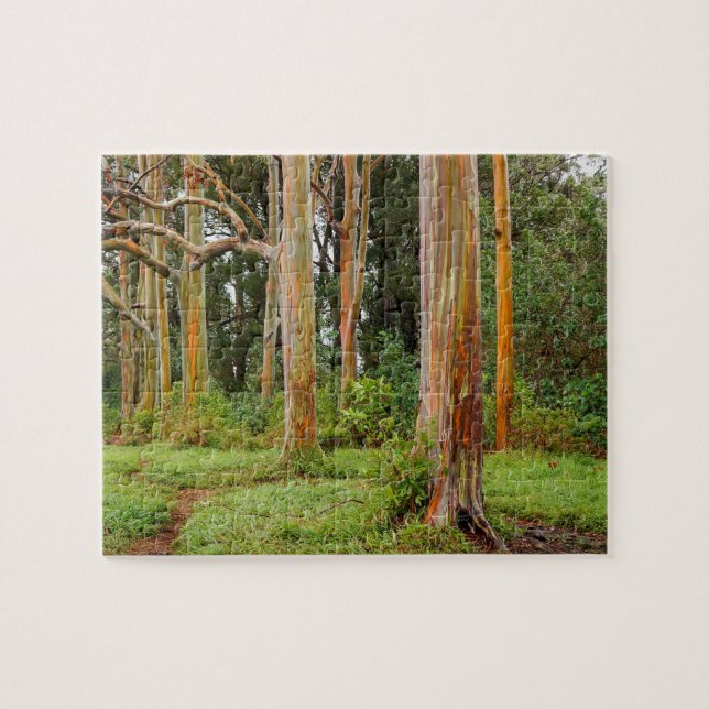 Regenbogen-Eukalyptus-Bäume, Maui, Hawaii, USA (Horizontal)