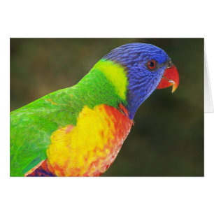 Regenbogen Lorikeet