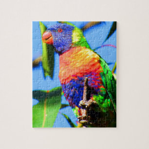 Regenbogen lorikeet