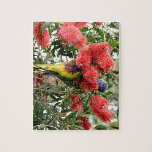 REGENBOGEN LORIKEET LÄNDLICHES QUEENSLAND