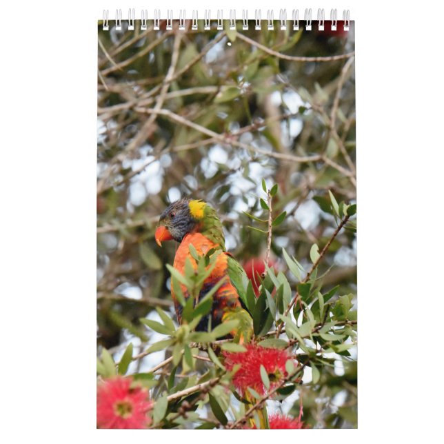 REGENBOGEN LORIKEET LÄNDLICHES QUEENSLAND KALENDER (Titelbild)