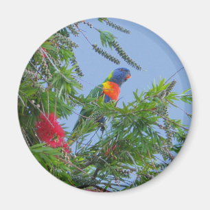 Regenbogen Lorikeet Magnet