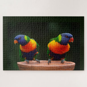 Regenbogen Lorikeet Papageien
