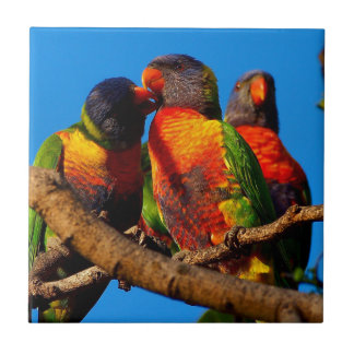 Regenbogen Lorikeet quadratische Fliese