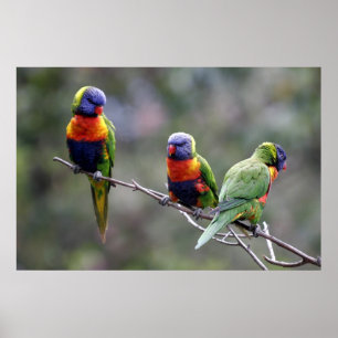 Regenbogen Lorikeets Poster