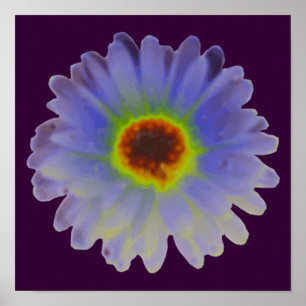 Regenbogen-Tagetes-Plakat Poster