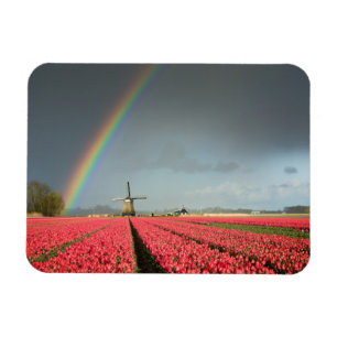 Regenbogen, Tulpen und rechteckiger Magnet der