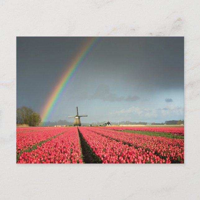 Regenbogen, Tulpen und Windmühle, Postkarte (Vorderseite)