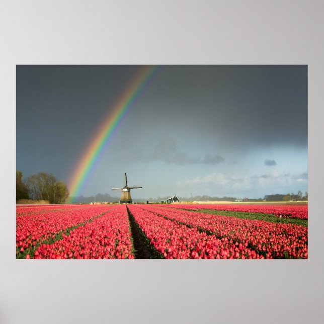 Regenbogen-, Tulpen- und Windmühlenposter Poster (Vorne)
