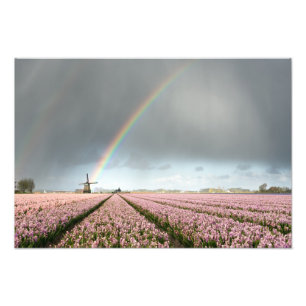 Regenbogen über Hyazinthen und eine Windmühle in Fotodruck