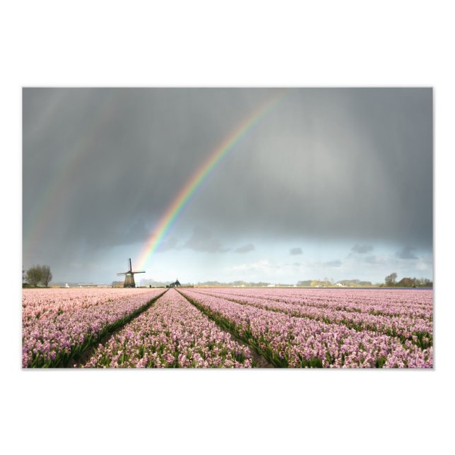 Regenbogen über Hyazinthen und einer Windmühle in  Fotodruck (Vorne)