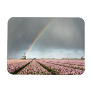 Regenbogen über Hyazinthen und einer Windmühle in Magnet