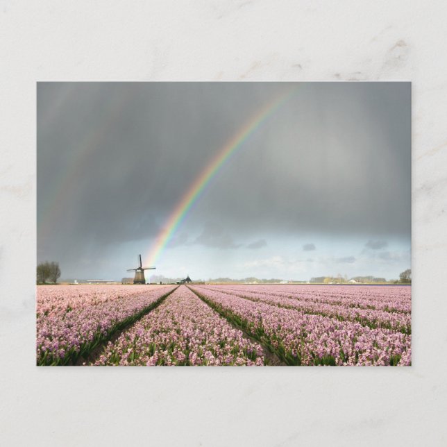 Regenbogen über Hyazinthen und einer Windmühle in  Postkarte (Vorderseite)