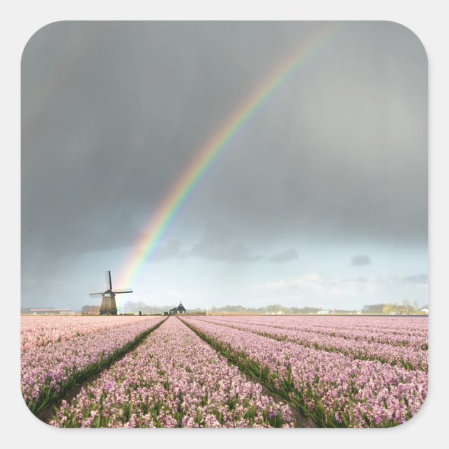 Regenbogen über Hyazinthen und einer Windmühle in  Quadratischer Aufkleber (Vorderseite)