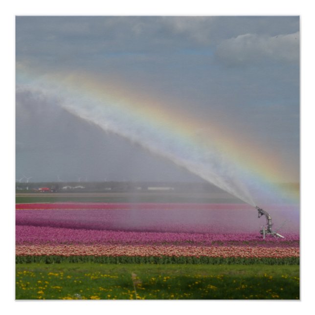 Regenbogen über Tulips-Feldposter Poster (Vorderseite)