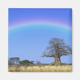 Regenbogen und afrikanischer Baobab-Baum, Adansoni Magnet
