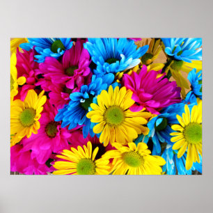 Regenbogen von Daisies Poster