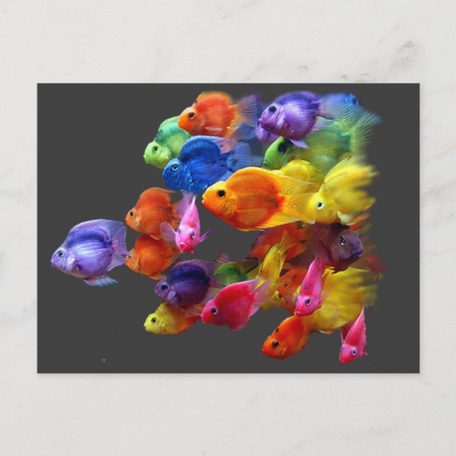 Regenbogen von Parrotfish Postkarte (Vorderseite)