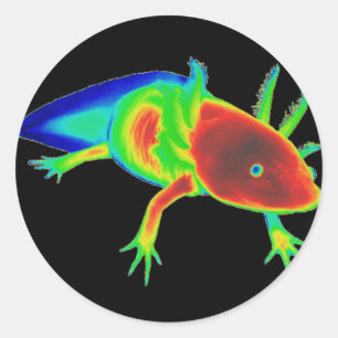 Regenbogenaxolotl-Aufkleber Runder Aufkleber