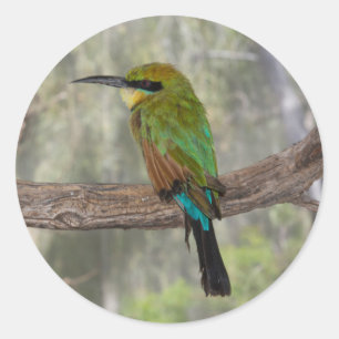 Regenbogenbienenfresser Vogel, Australien Runder Aufkleber