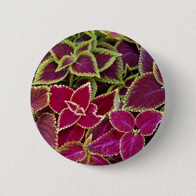 Regenbogenbuntlippe Button (Vorderseite)