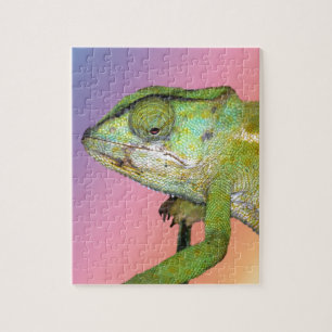Regenbogenchamäleon