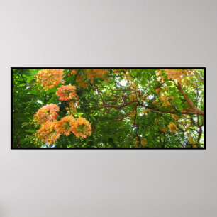 Regenbogendusche Tree Hawaii Poster Prints