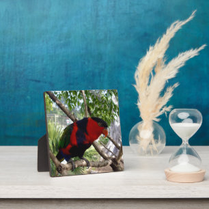 Regenbogenfedern: Hübscher australischer Lorikeet, Fotoplatte