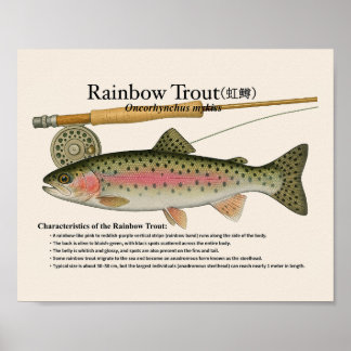 Regenbogenforelle – Englischer Kunstdruck Poster