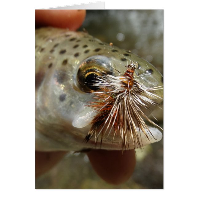 Regenbogenforelle-Foto (Vorne)