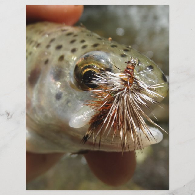 Regenbogenforelle-Foto (Vorderseite)