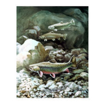 Regenbogenforelle in Bachfischen Poster AB 8.99