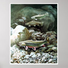 Regenbogenforelle in Bachfischen Poster AB 8.99