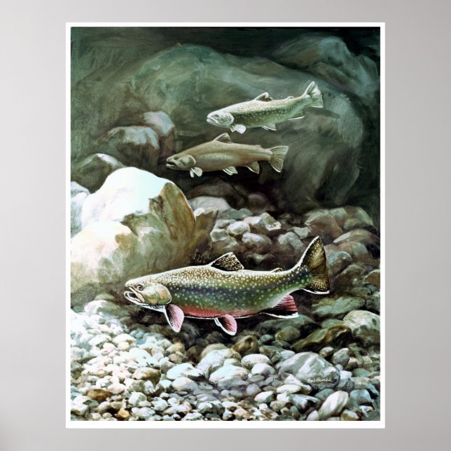 Regenbogenforelle in Bachfischen Poster AB 8.99 (Vorne)