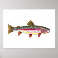 Regenbogenforelle