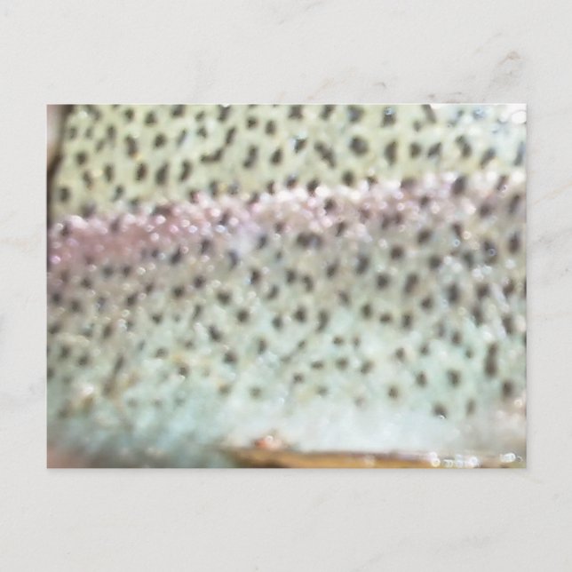 Regenbogenforelle Postkarte (Vorderseite)