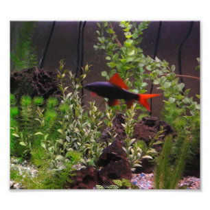 Regenbogenhaifisch-Foto Fotodruck