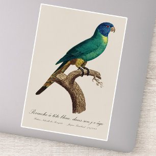 Regenbogenlori Jungtier Trichoglossus moluccanus Aufkleber